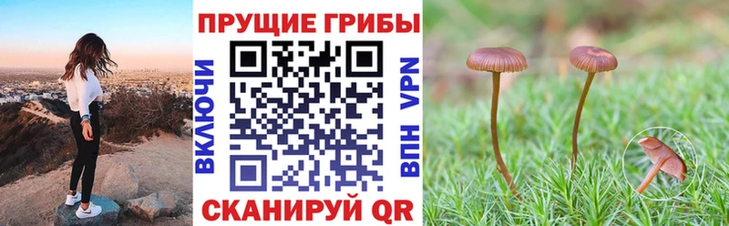 Псилоцибиновые грибы Magic Shrooms  Тихорецк 